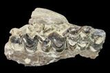 Oreodont (Merycoidodon) Jaw Section - South Dakota #136034-1